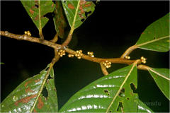 Litsea bourdillonii